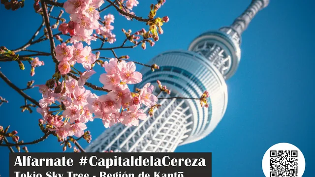 Composición gráfica con flores de cerezo y la torre Tokyo Skytree sobre cielo azul.