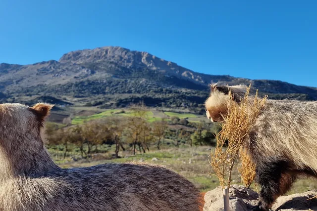 Dos tejones en primer plano ante una sierra.